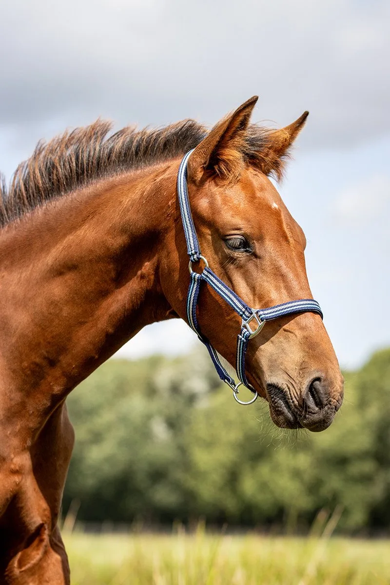 Veulenhalster Horsegear Zarin by Horsegear in Donkerblauw-lichtblauw – product photo