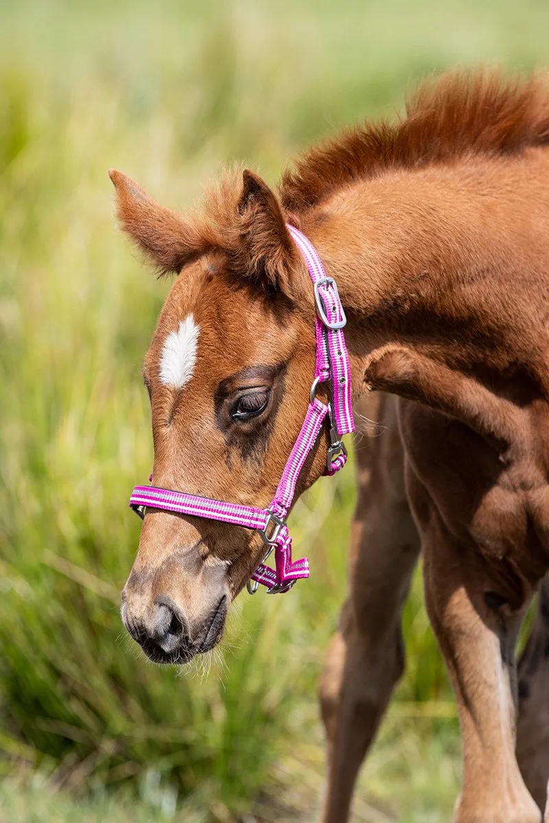 Veulenhalster Horsegear Zarin by Horsegear in Roze-wit – product photo