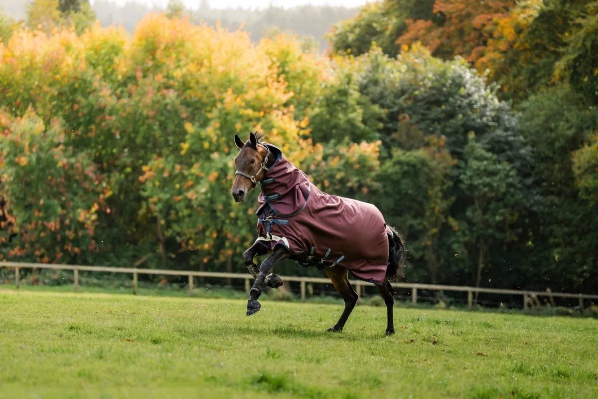 Amigo 1200D Plus Turnout Deken by Horseware in Burgundy – product photo