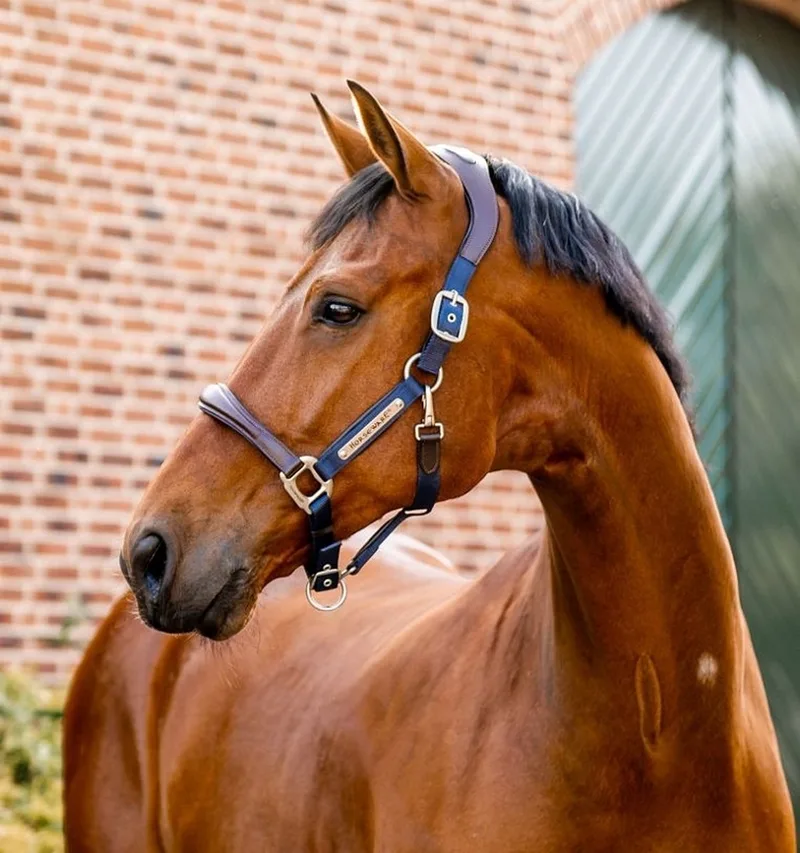 Signature Competition Halster - maat Full by Horseware in Brown, Dark blue – product photo