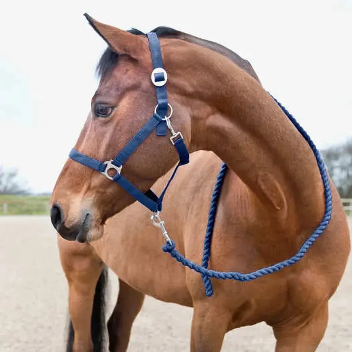Basis paardenkoord Horze van Horze in Antiek donkerblauw – productfoto