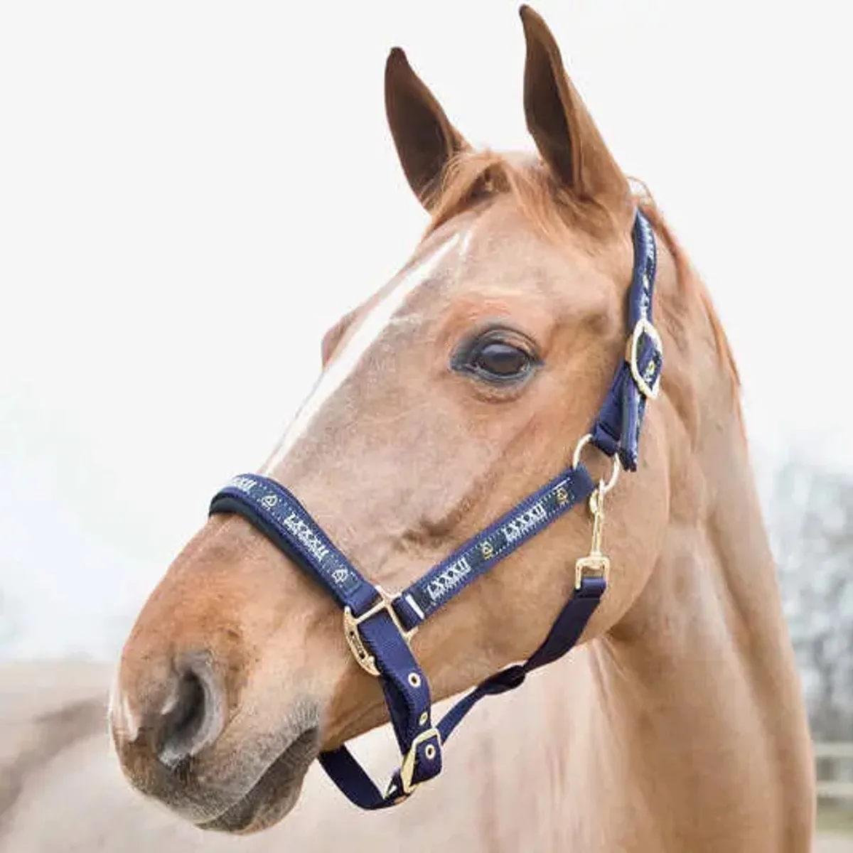 Halster voor paarden Horze Hamptons von Horze in Antiek donkerblauw – Produktfoto