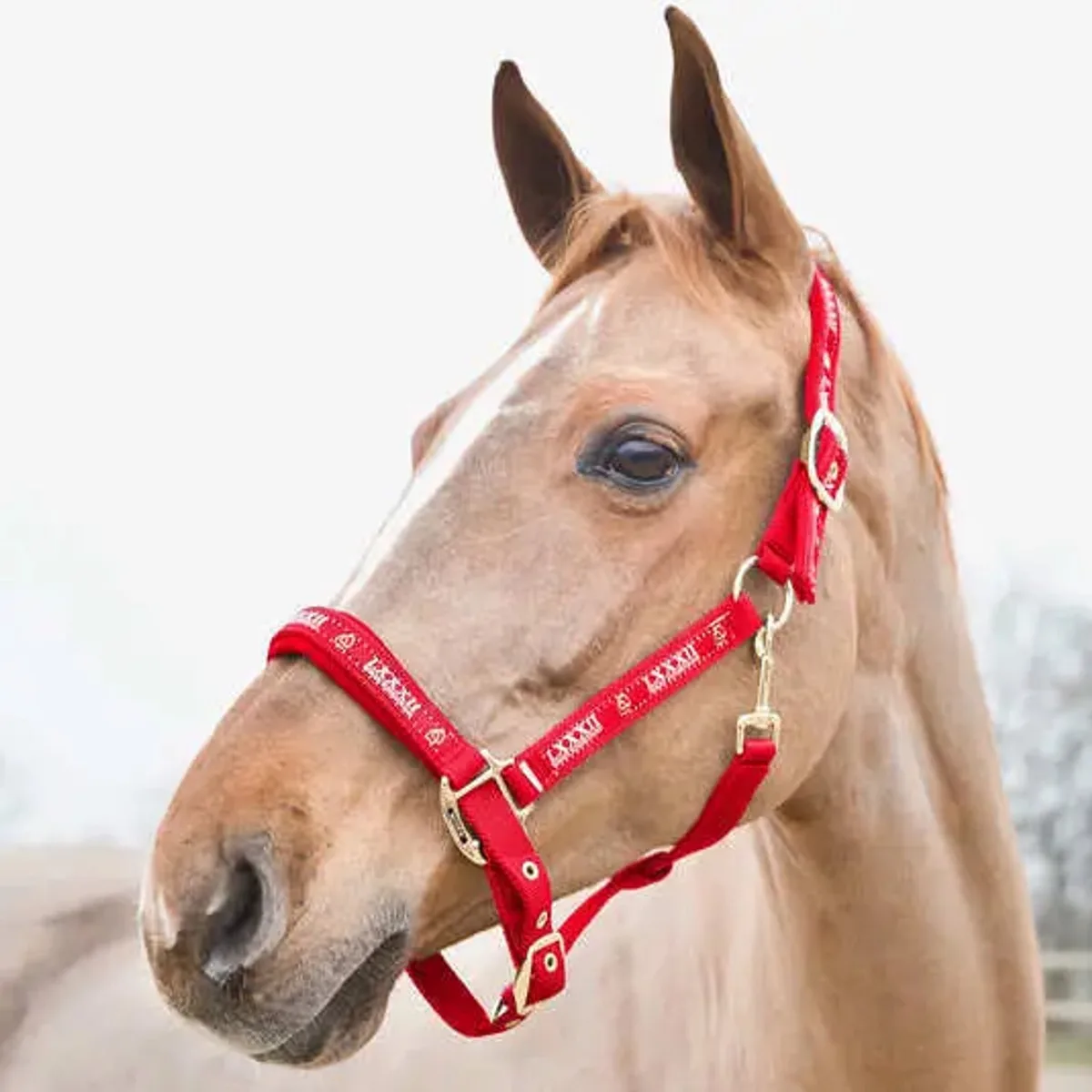 Halster voor paarden Horze Hamptons von Horze in Herfst zonsondergang oranje – Produktfoto