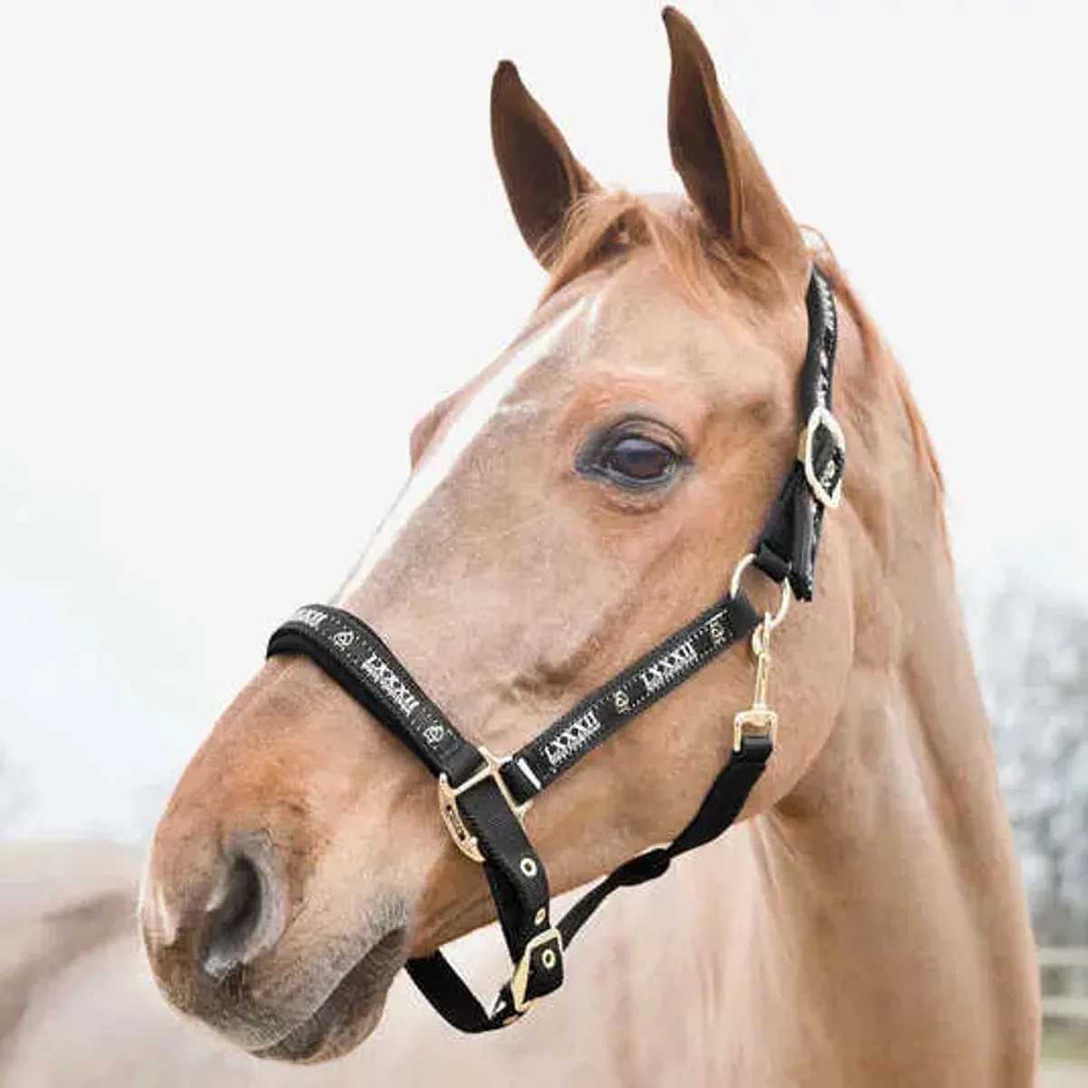 Halster voor paarden Horze Hamptons von Horze in Schwarz – Produktfoto