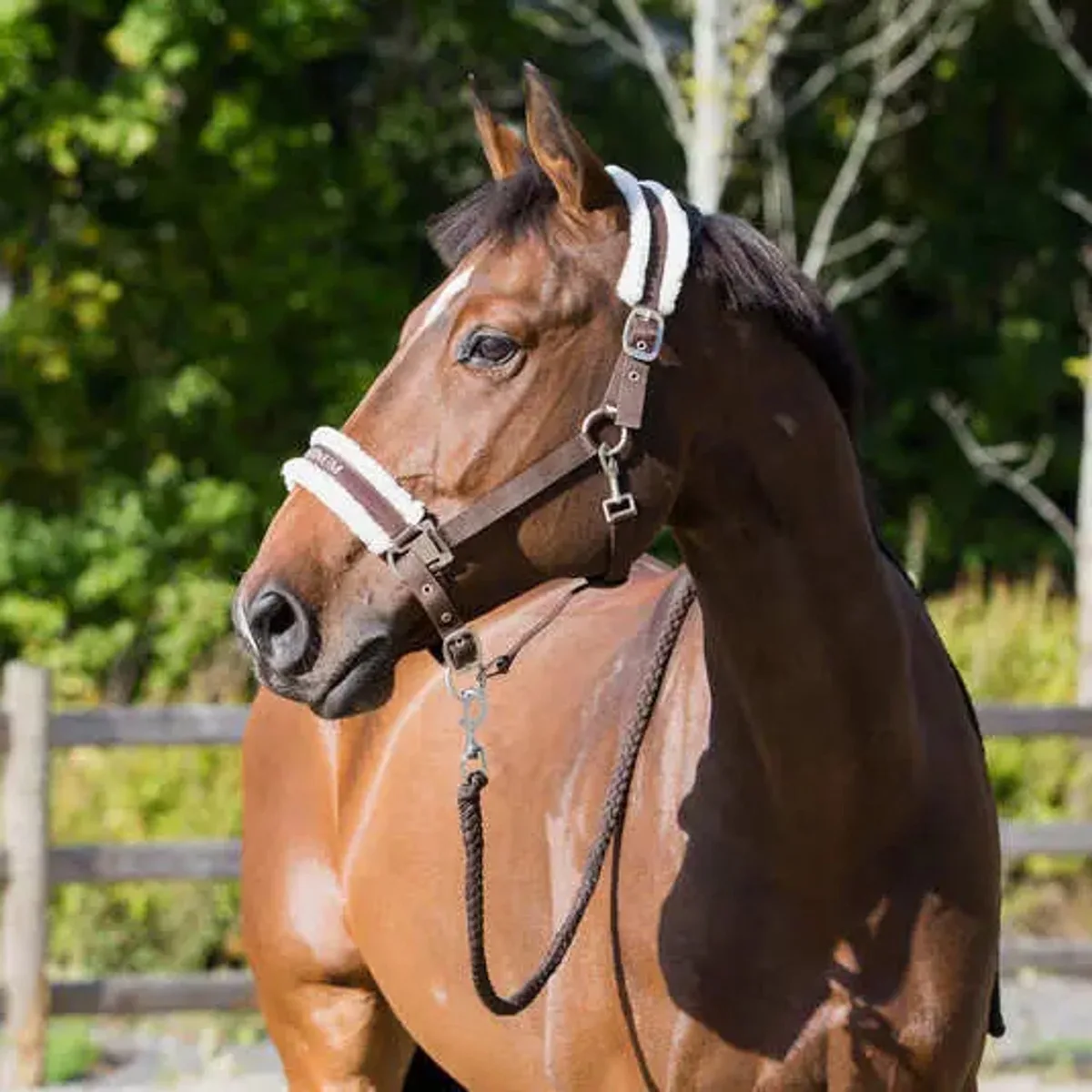 Halster voor paarden Horze Howard von Horze in Amberbruin – Produktfoto