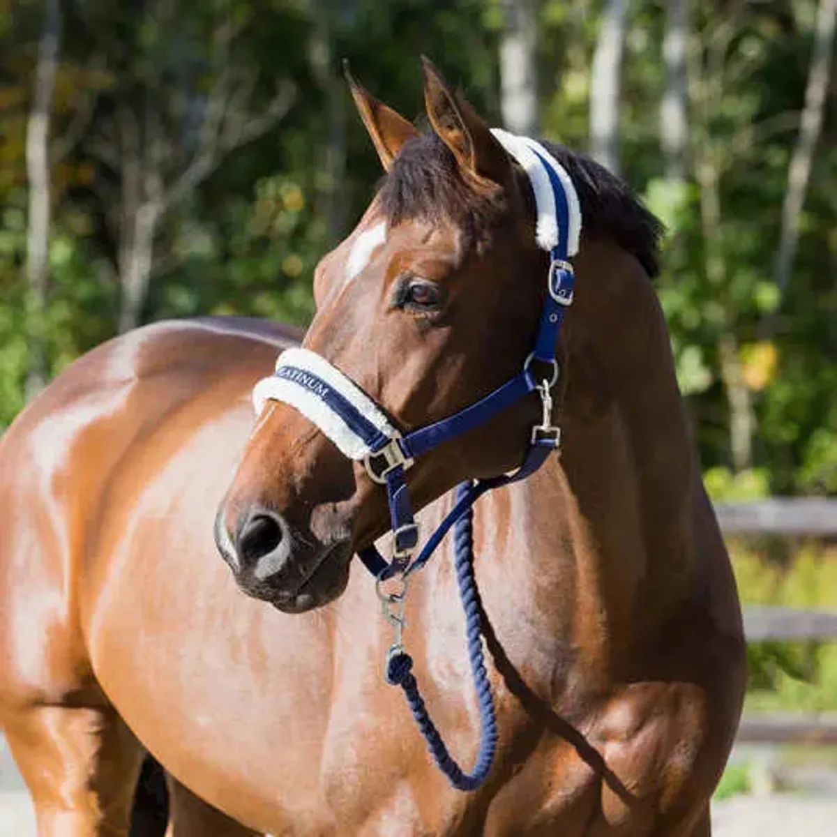Halster voor paarden Horze Howard von Horze in Donker marineblauw – Produktfoto