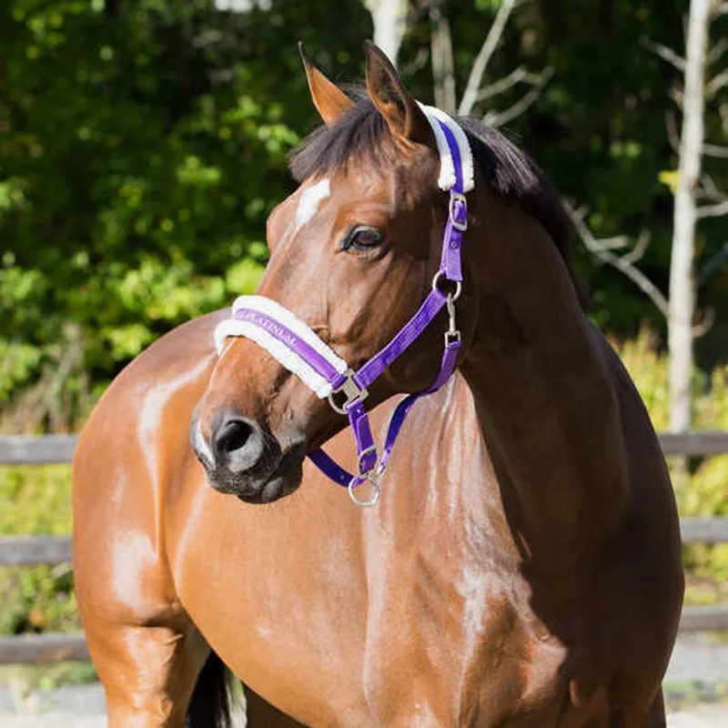 Halster voor paarden Horze Howard by Horze in Purple – product photo