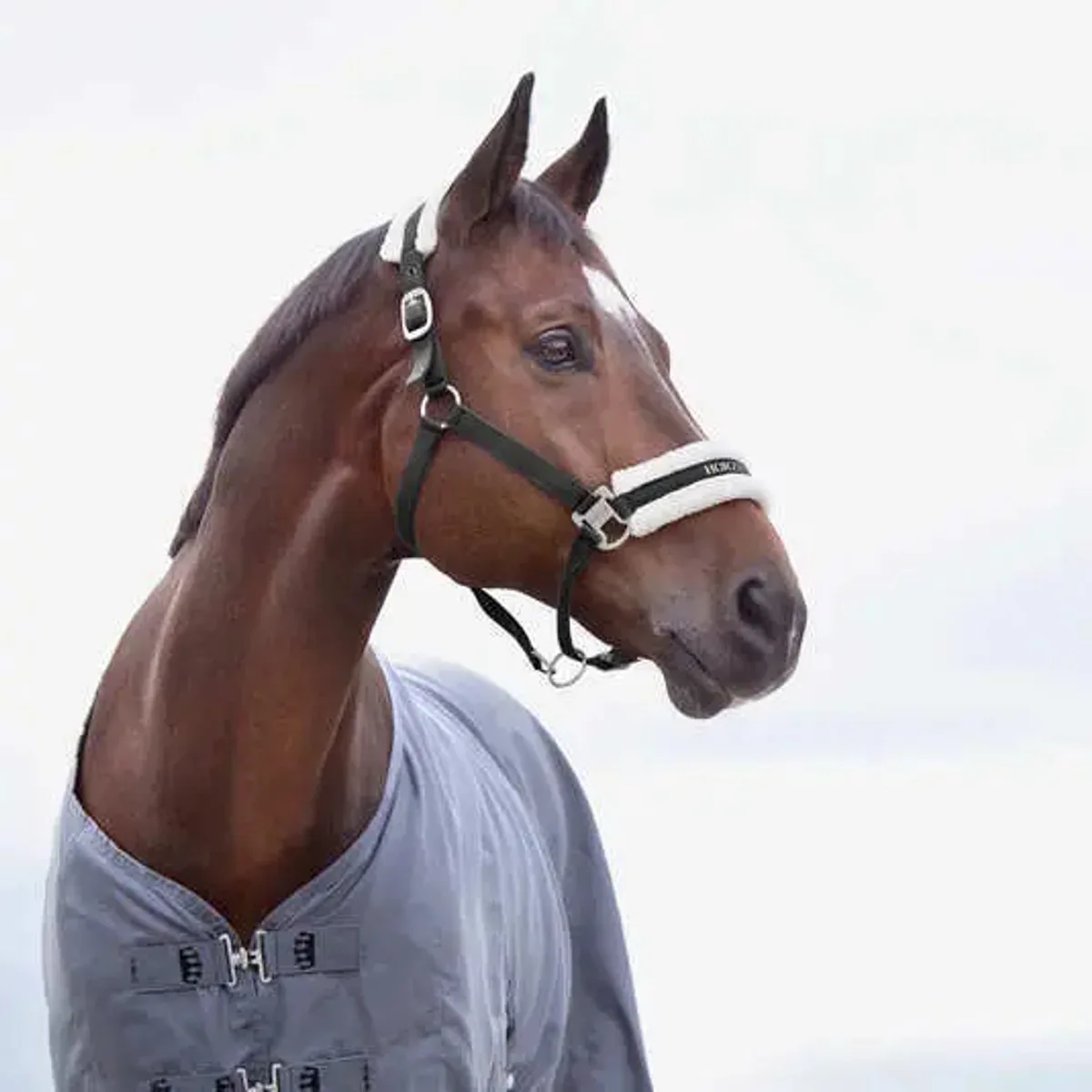 Halster voor paarden Horze Howard von Horze in Schwarz – Produktfoto