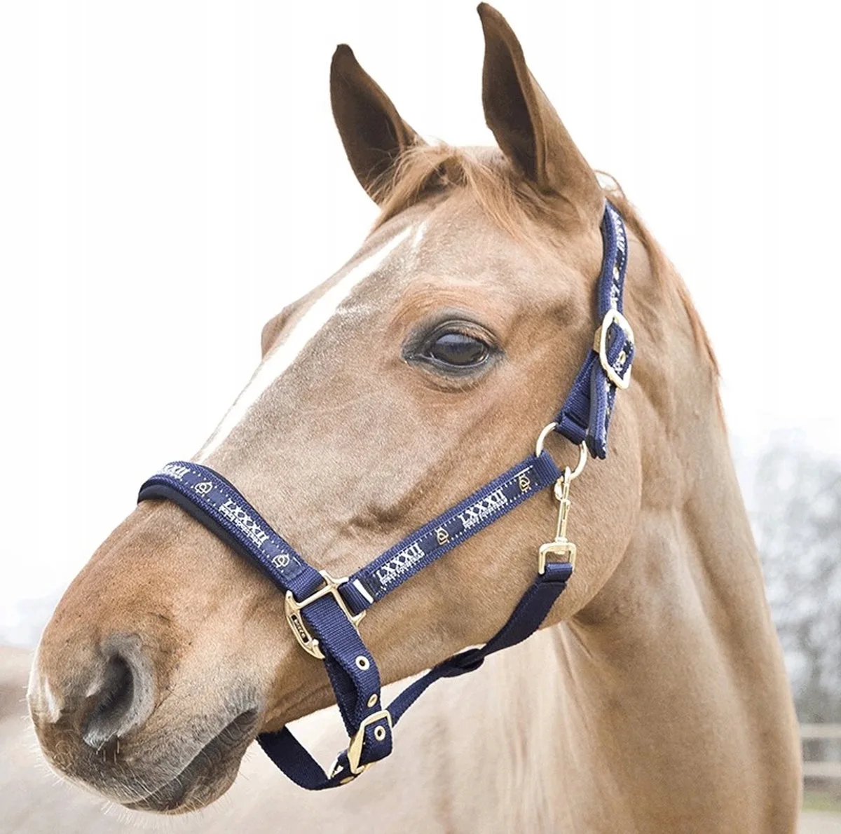 Hamptons Hoofdband Pony de Horze en Marineblauw – photo produit