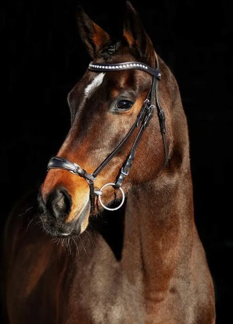 hoofdstel Bergen Remont - pony by Horze in Donkerbruin – product photo