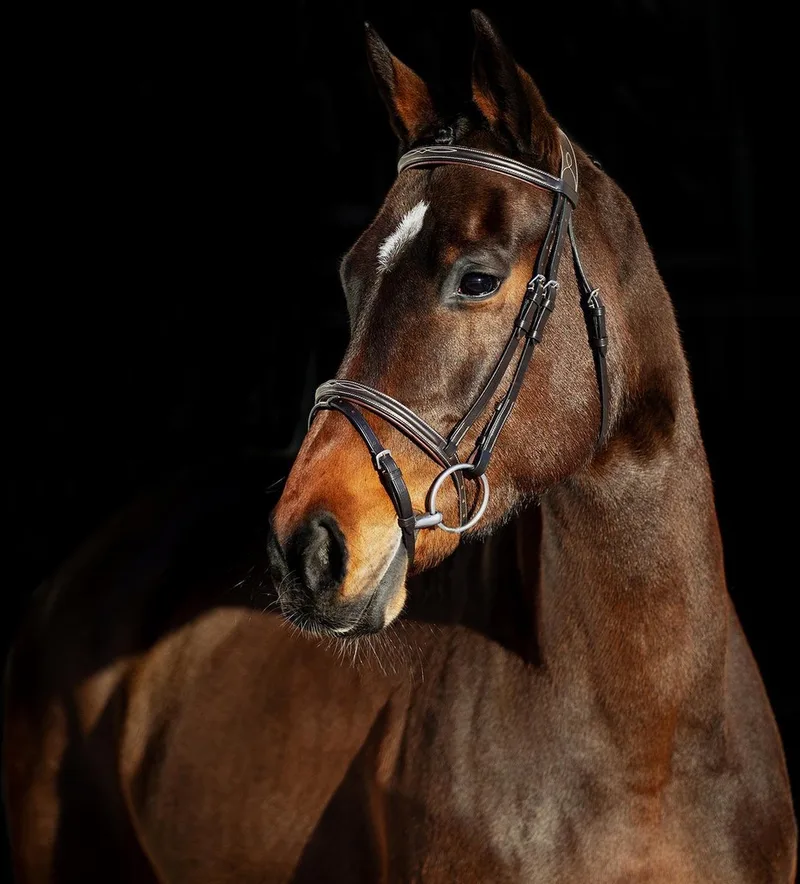 hoofdstel SParta - XFull by Horze in Donkerbruin – product photo
