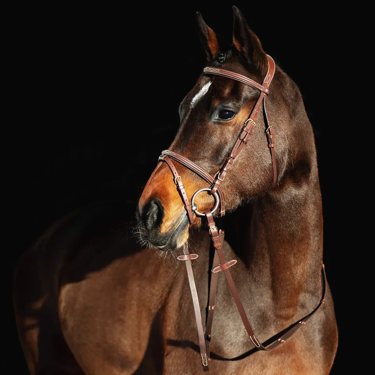 Paardenhoofdstellen met gevoerde paardenneusriem Horze Constance van Horze in Veder grijs – productfoto