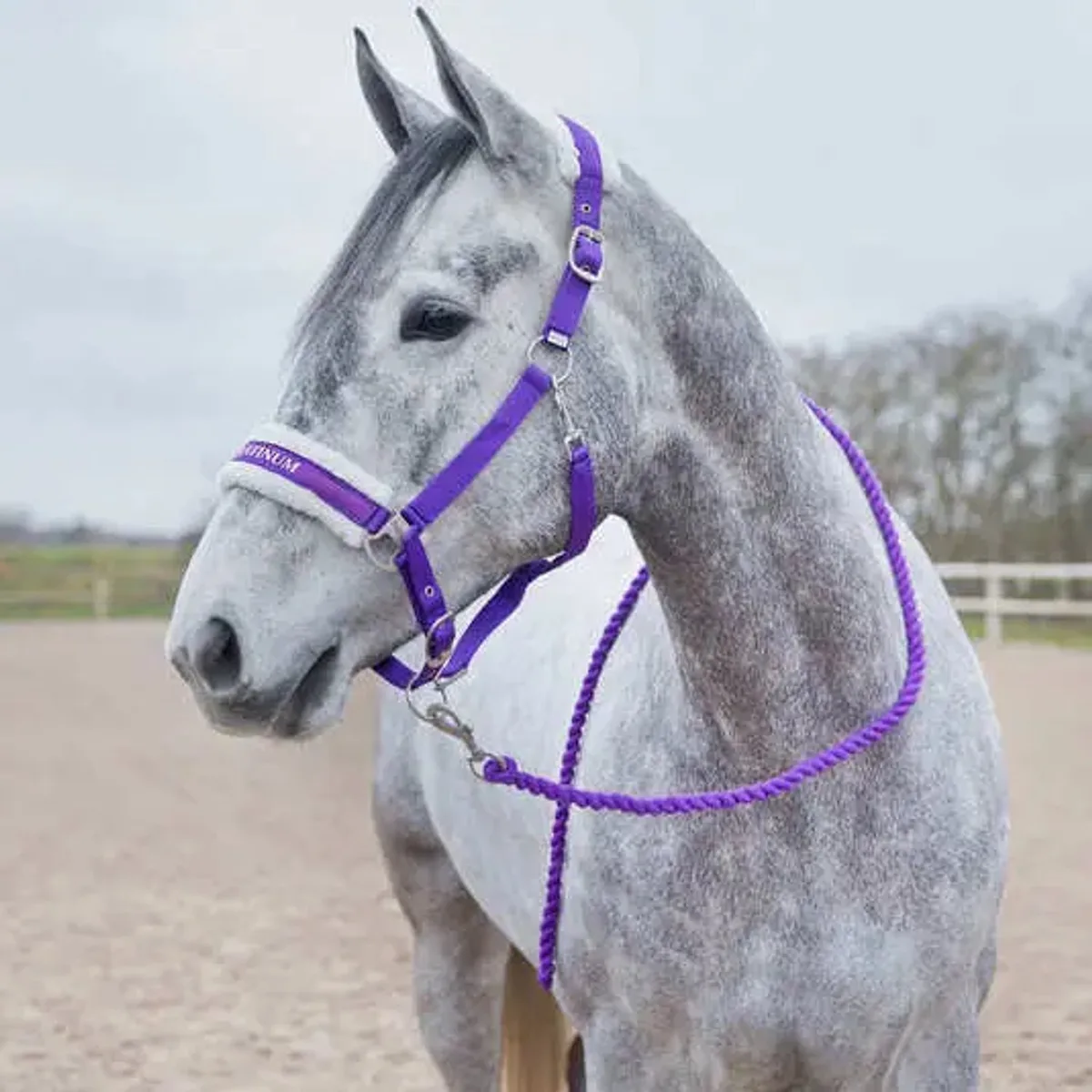 Paardenkoord met karabijnhaak Horze Howard van Horze in Paars – productfoto