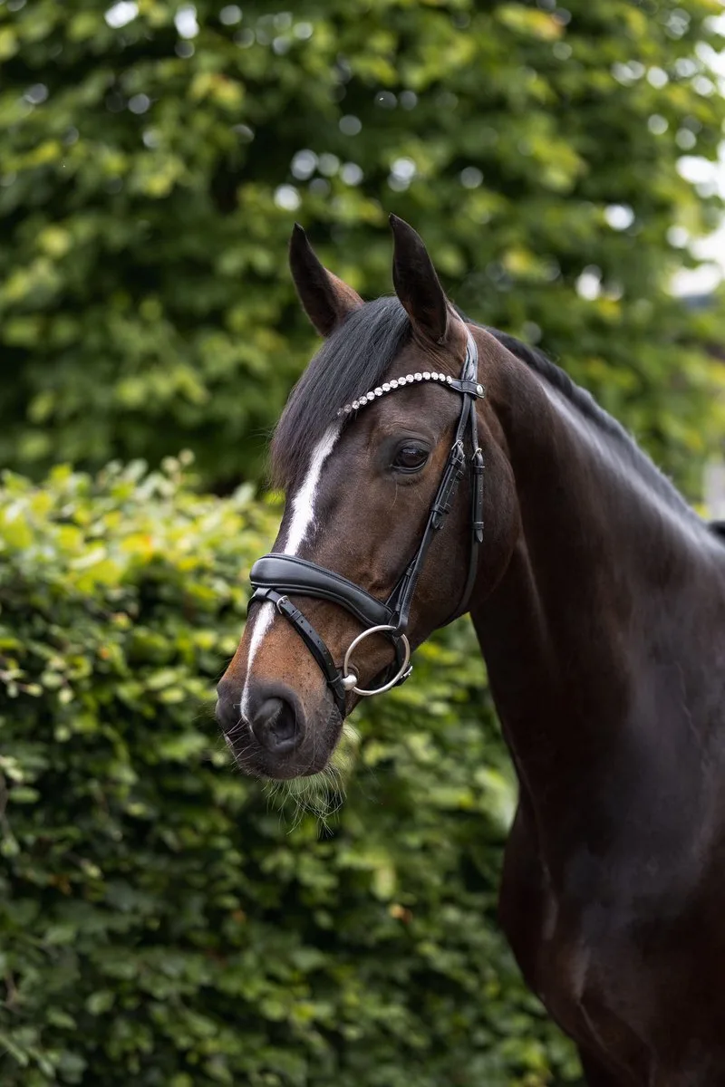 Somerset Anatomisch Hoofdstel, Großes Warmblut by Horze in Black – product photo