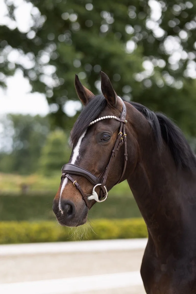 Somerset Anatomisch Hoofdstel, Vollblut von Horze in Dark Brown – Produktfoto