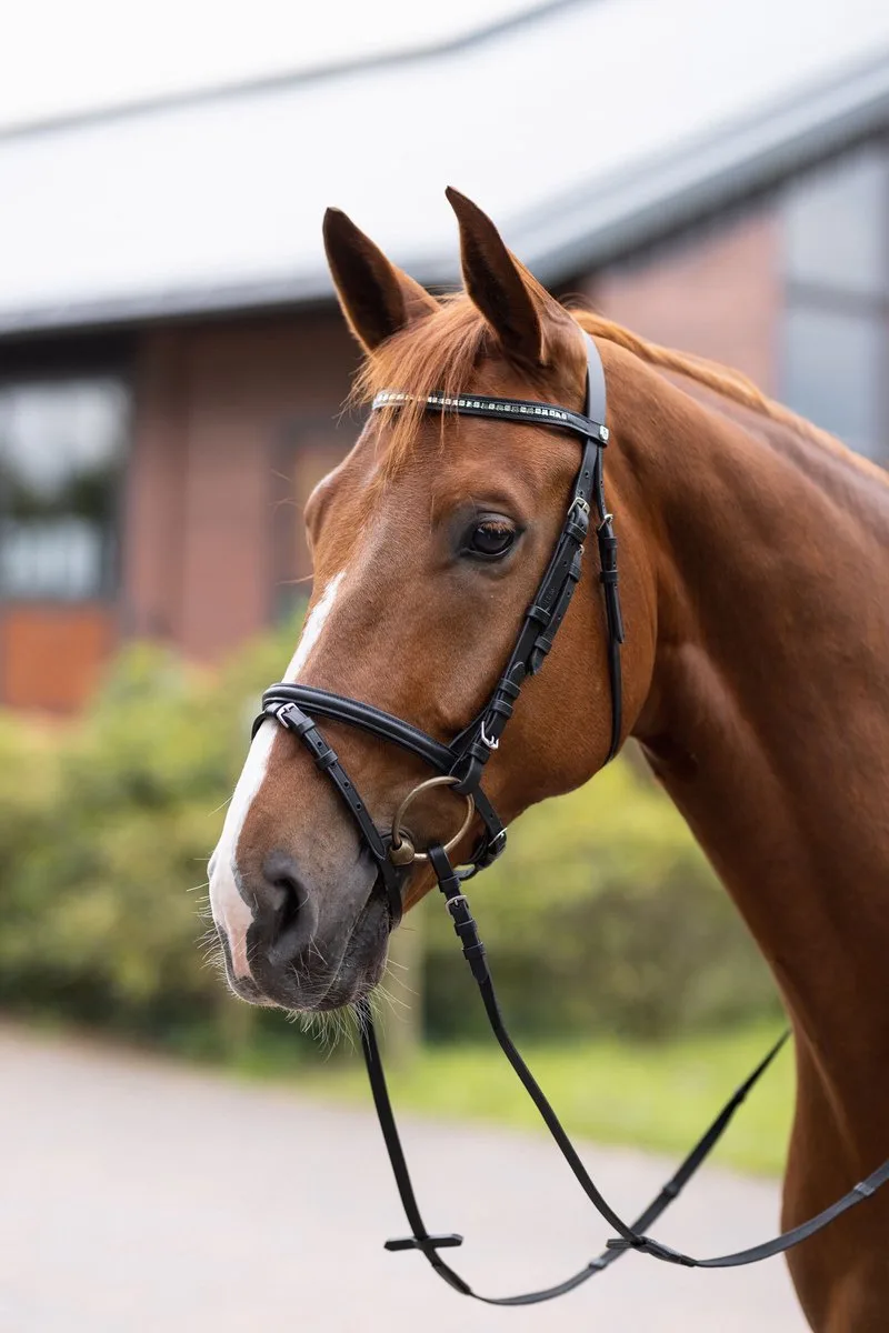 Weston Hoofdstel, Pony by Horze in Black – product photo