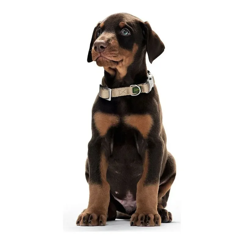 Dog collar Hunter Alu-Strong Orange Size L (45-65 cm) von Hunter in Orange – Produktfoto 3 von 3