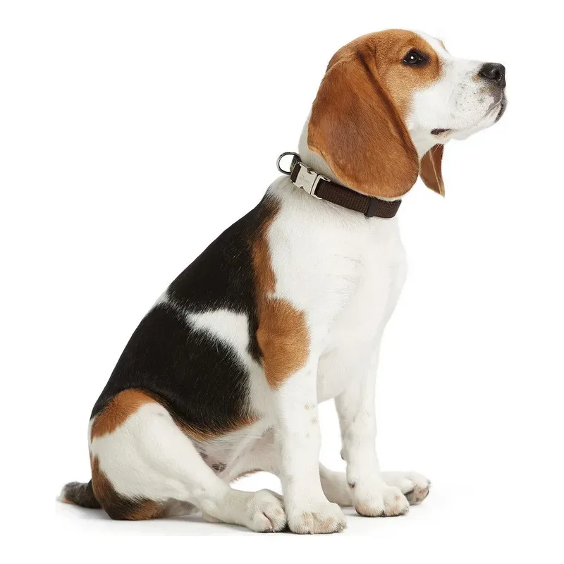 Dog collar Hunter Alu-Strong Red Size M (40-55 cm) by Hunter in Red – product photo 2 of 3