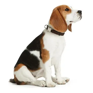 Dog collar Hunter Basic Alu-Strong Red Size L (45-65 cm) by Hunter in Red – product photo 2 of 3