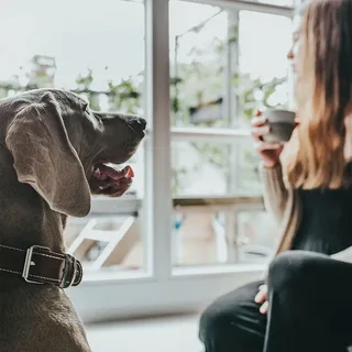 Halsband Aalborg Special Cognac - Hondenhalsband - 35 cm de Hunter – photo produit 2 sur 6