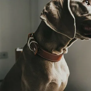Halsband Aalborg Special Cognac - Hondenhalsband - 35 cm de Hunter – photo produit 3 sur 6