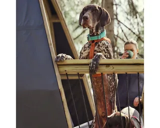 Harnais Pour Chien Y Casual Eco von Hurtta – Produktfoto 2 von 3
