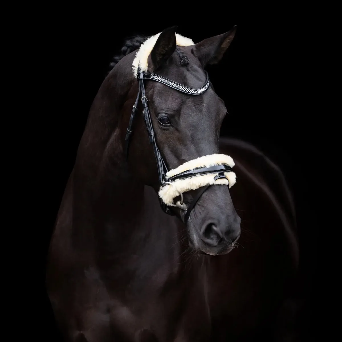 Rijhalster HV Polo Kate de HV Polo en Noir – photo produit
