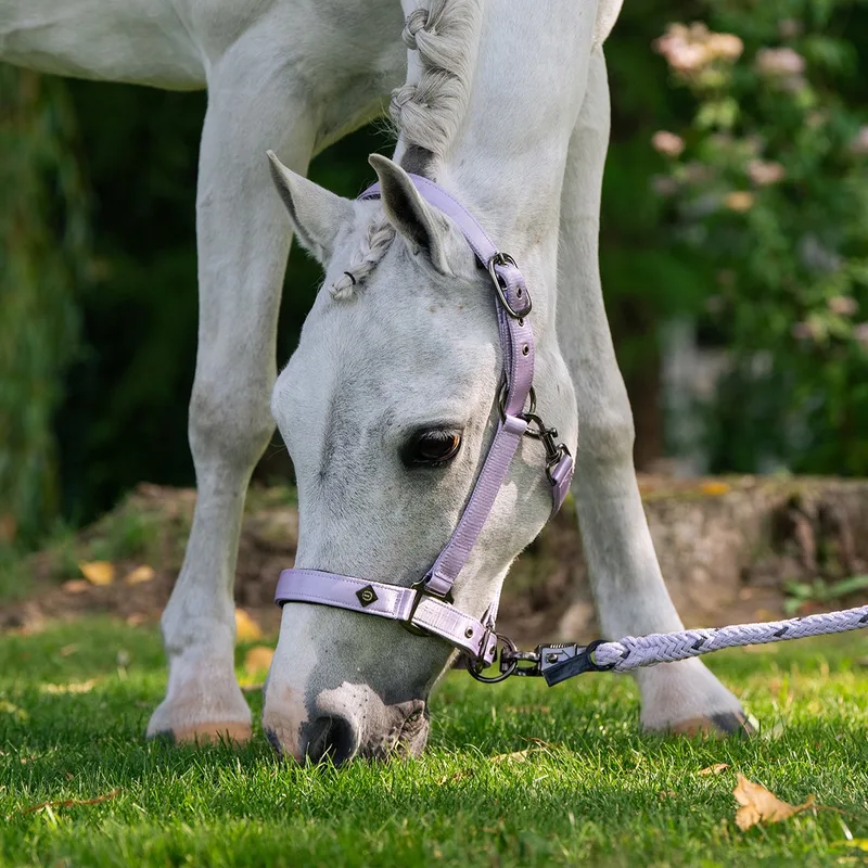 Halster Imperial Riding Irhrebel Lichtpaars de Imperial Riding en Violet – photo produit