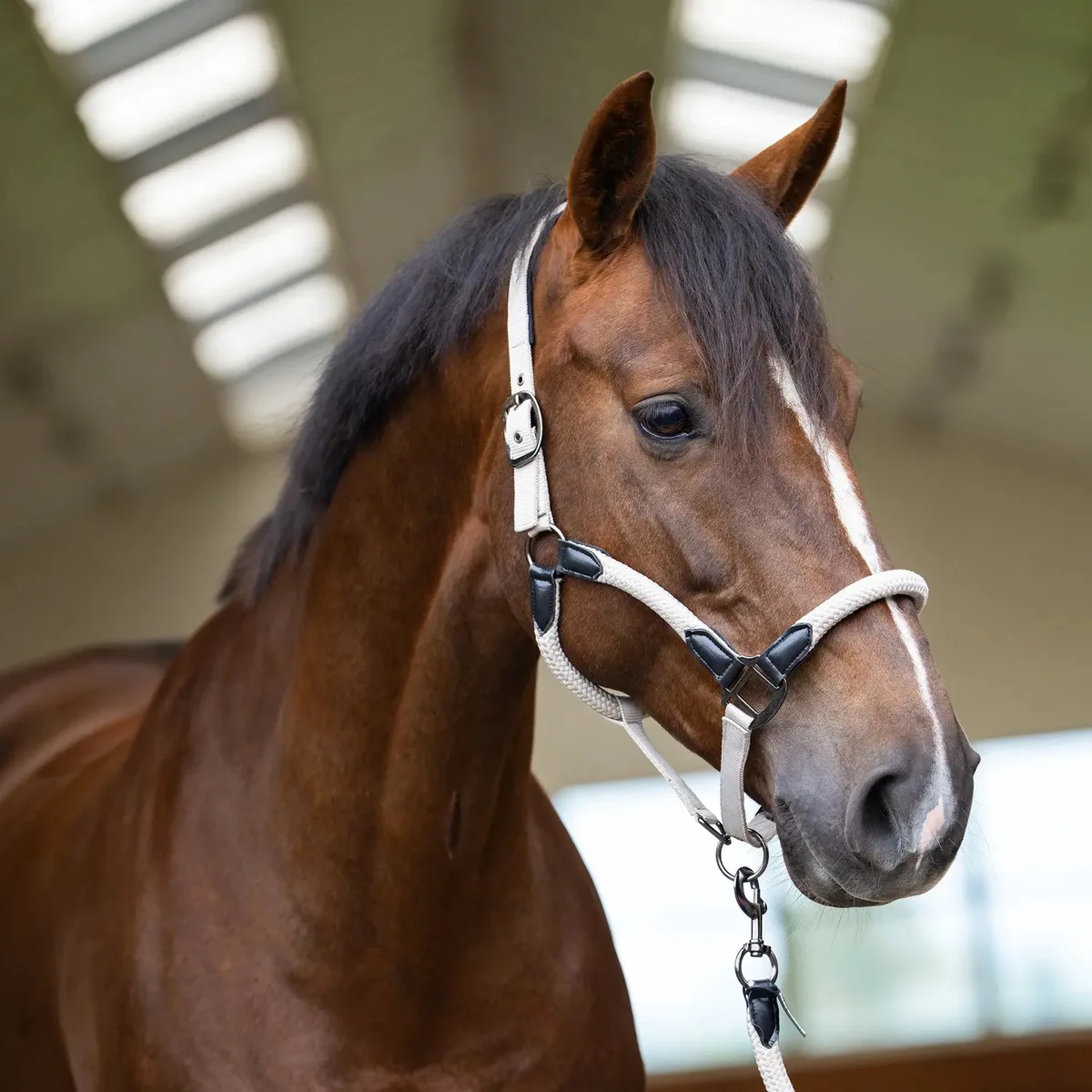 Halster voor paarden Imperial Riding Laura van Imperial Riding in Grey-sand – productfoto
