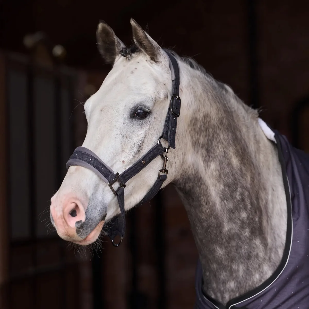 Nylon paardenhalster Imperial Riding Penny de Imperial Riding en Gris – photo produit