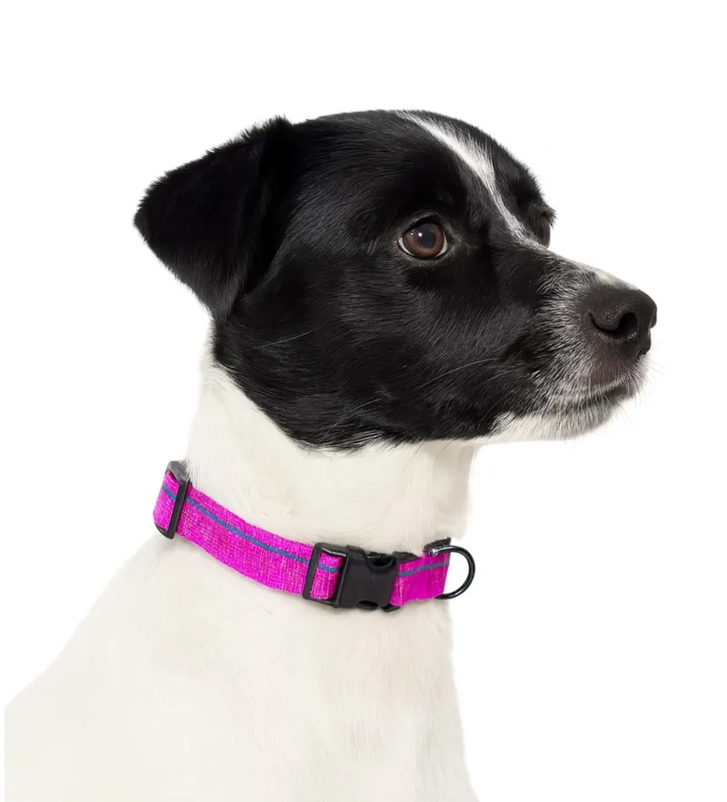 Honden klikhalsband - Maat M - Verstelbaar 24 / 35 cm - Halsband kleine hond - Puppy halsband - Stripe - blauw by Jack and Vanilla in Pink – product photo