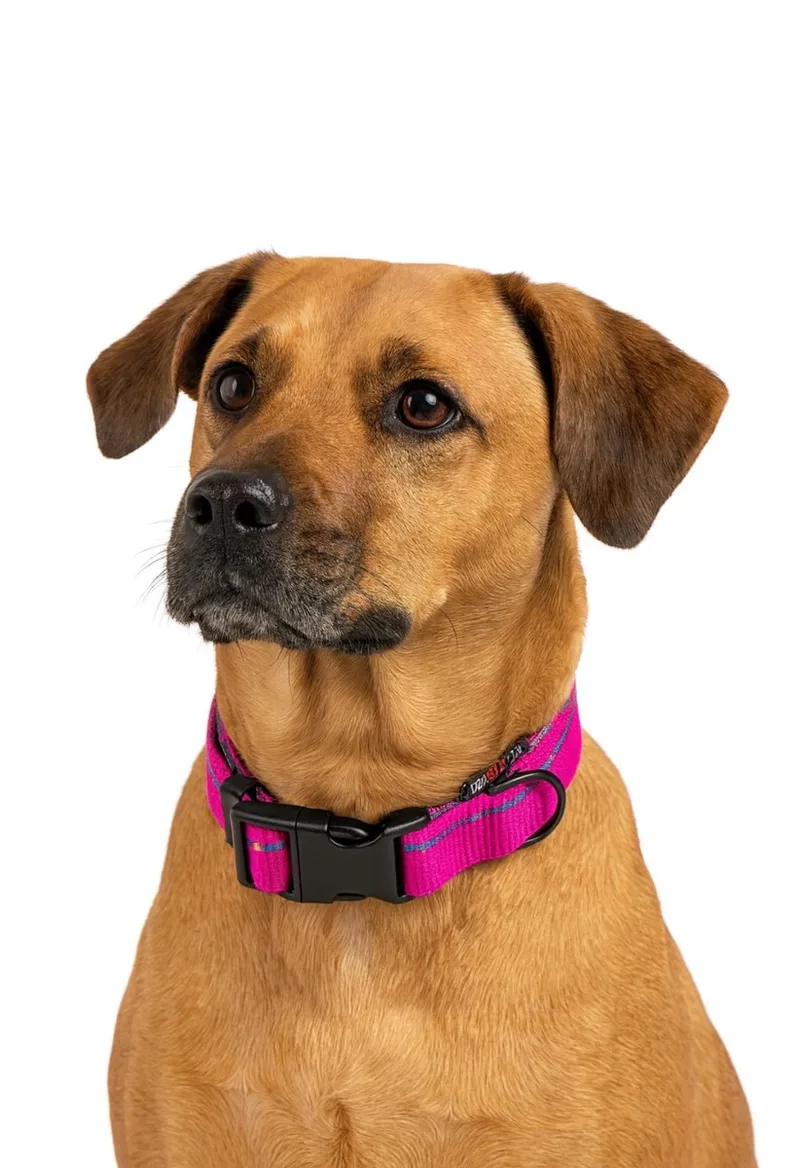 Hondenhalsband roze - Maat L - Verstelbaar 31 / 47 cm - Hondenhalsband met kliksluiting - Roze blauw de Jack and Vanilla en Rose – photo produit