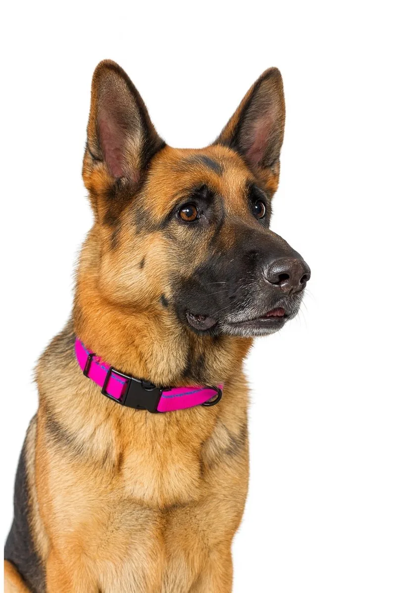 Stripe Hondenhalsband - Maat XL - Verstelbaar 39-65 cm by Jack and Vanilla in Pink – product photo