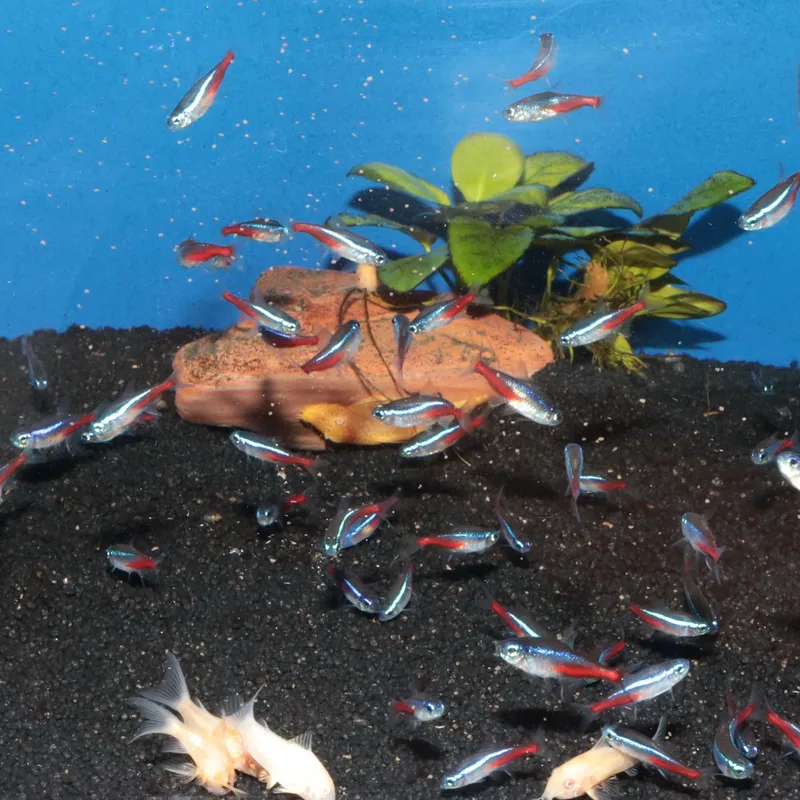 ProNovo Neon Grano XXS - Neontetra Visvoer by JBL – product photo