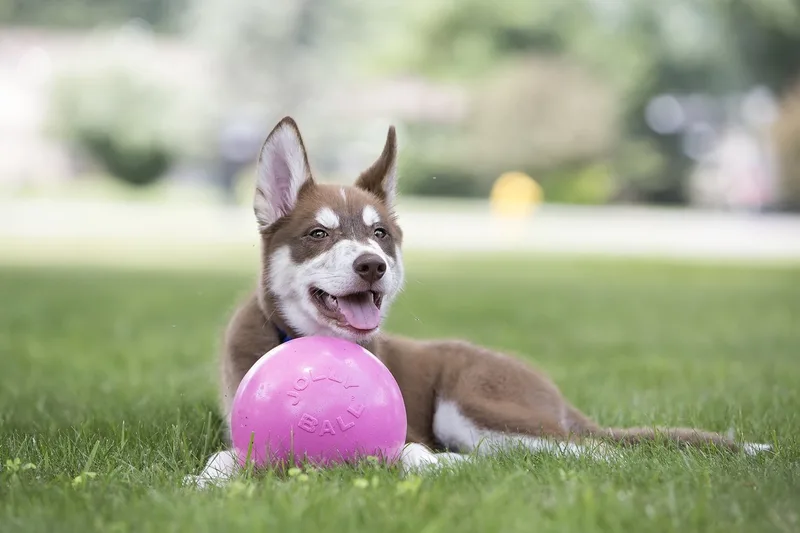 Jolly Ball Bounce-n Play - Ø 20 cm – Honden speelbal met kauwgomgeur - De perfecte stuiterbal - Bijtbestendig by Jolly Pets in Pink – product photo