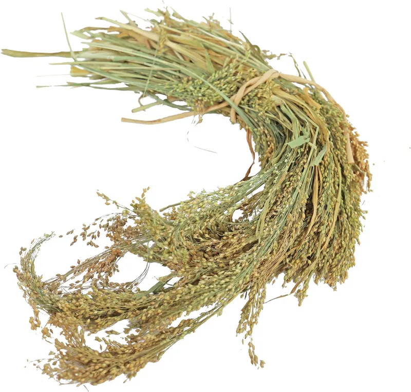 Parel Gierst - Vogelvoer - 14x5.5x30 cm 100 g de JR Farm – photo produit