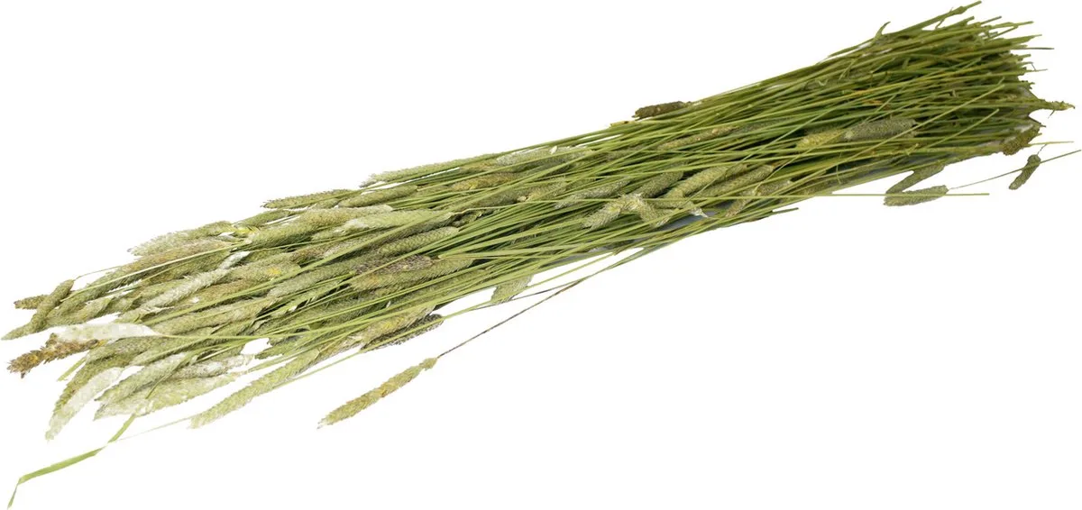Timothee-Oogst - Ruwvoer - 16x6x65 cm 80 g från JR Farm – produktbild