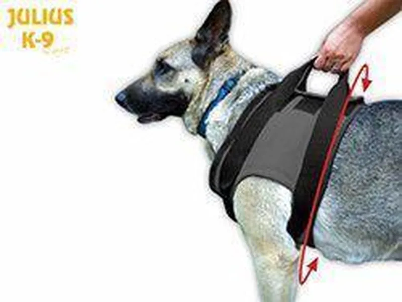 WERELD BEKENDE JULIUS K9 TUIG VOOR GEHANDICAPTE HOND VOORKANT MAAT: XL by Julius-K9 in Black – product photo