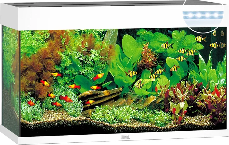 Aquarium Rio 125 Led 80x35x50 cm - Aquaria - Ca. 125 L by Juwel in White – product photo