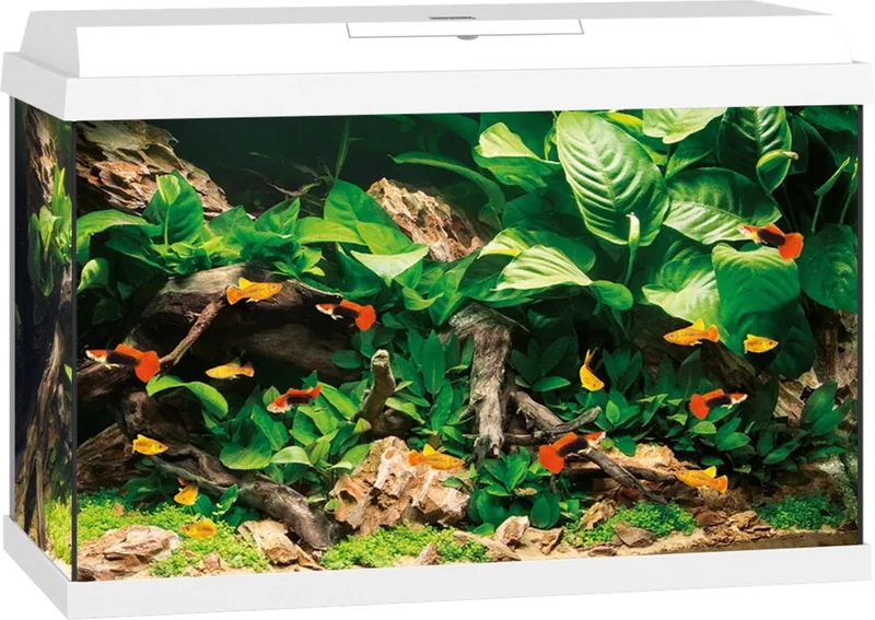 Primo 70 Aquarium - 70L - 61 x 31 x 44 cm de Juwel en Blanc – photo produit