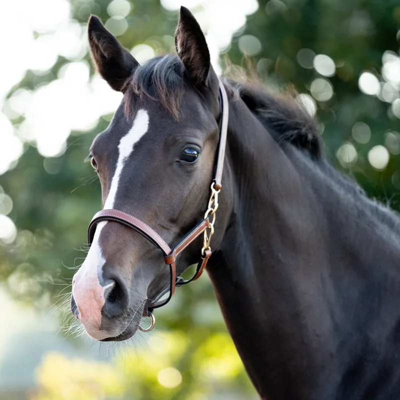 Leren halster voor veulen Kavalkade Yearling de Kavalkade en Cognac, Laiton – photo produit