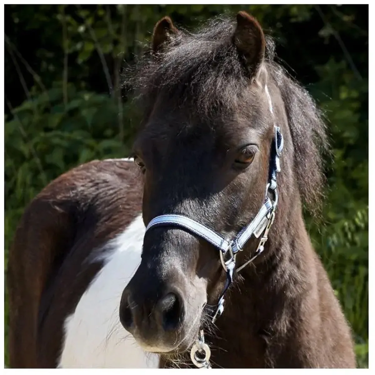 Paardenhalster in twee verschillende maten Kavalkade Shorty de Kavalkade en Bleu – photo produit