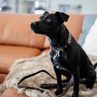 Dogwear Hondenhalsband Luipaardprint - S - 28-40cm de Kentucky Horsewear en Gris – photo produit 4 sur 4