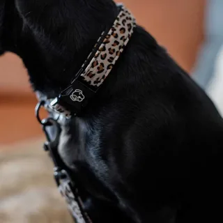 Dogwear Hondenhalsband Luipaardprint - S - 28-40cm de Kentucky Horsewear en Gris – photo produit 3 sur 4