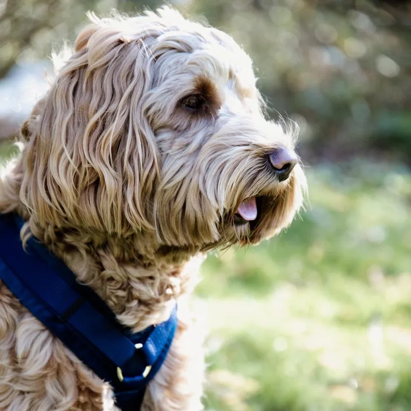 Dogwear - Hondenharnas - Maat M - Marine - Velvet - Hondentuig - 30-48 cm fra Kentucky Horsewear i Marineblauw – produktbillede