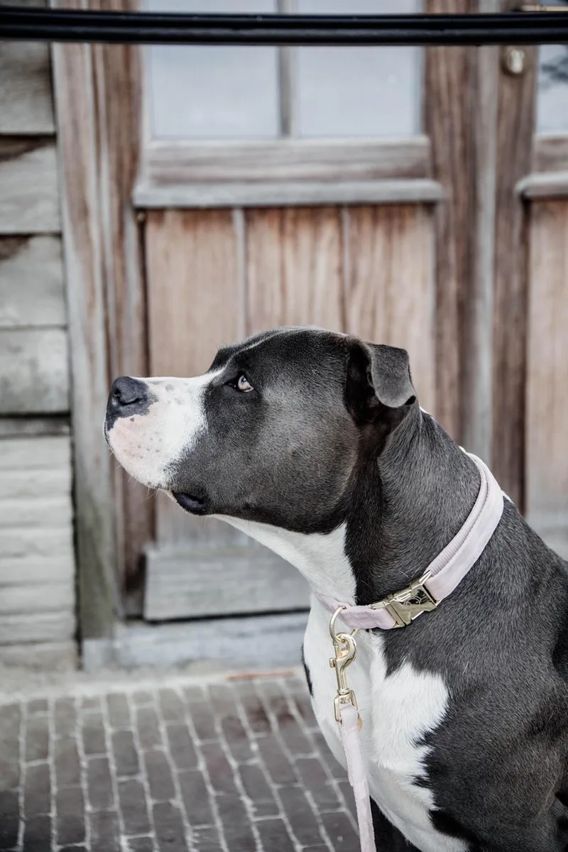 Dogwear - Velvet Hondenhalsband - Lichtroze - Maat XS - 25-38cm - Hondenriem von Kentucky Horsewear in Rosa – Produktfoto