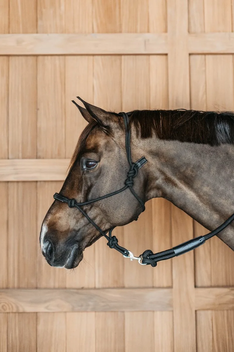 Dy'on - Training Halster de Kentucky Horsewear en Noir – photo produit