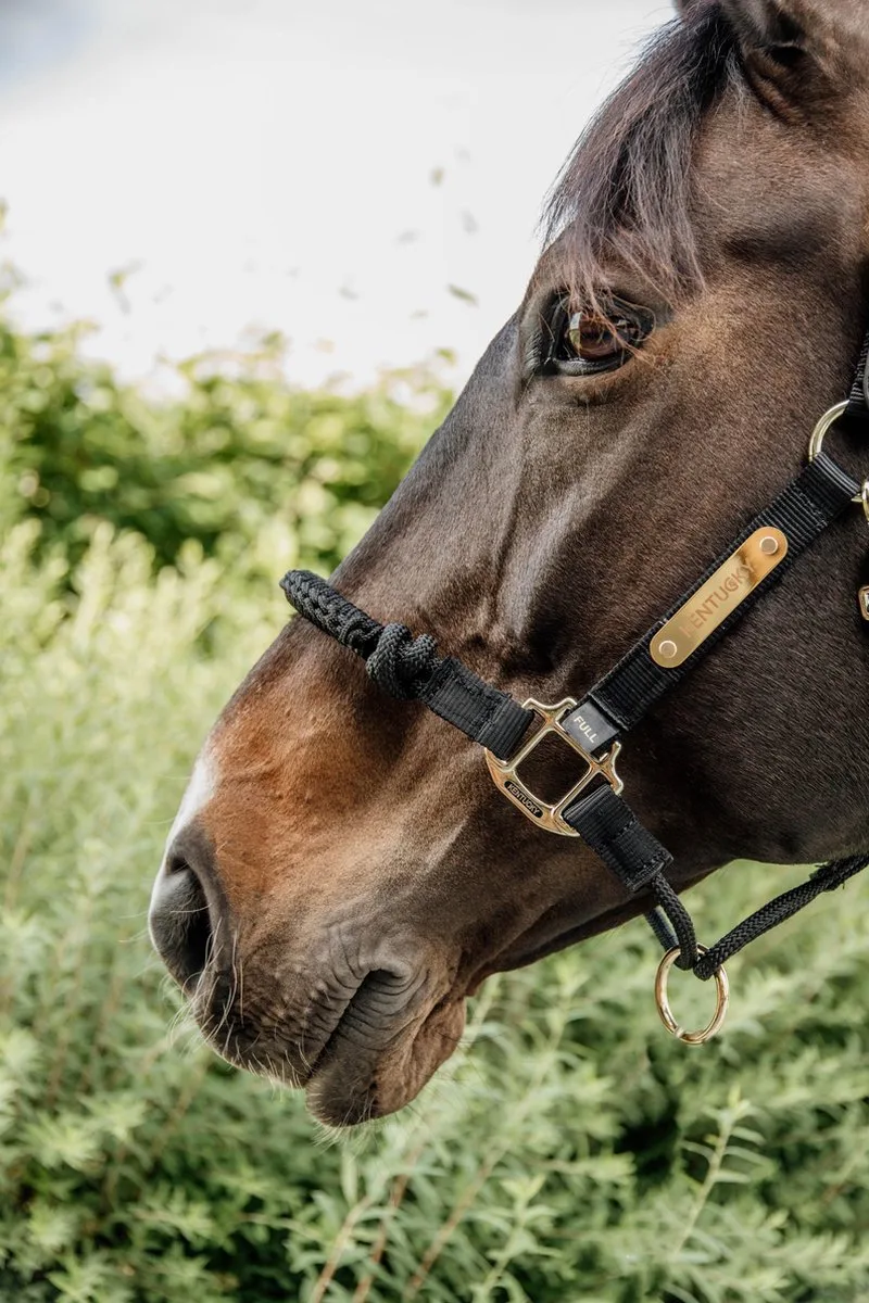 Halster Control - Middel von Kentucky Horsewear in Schwarz – Produktfoto
