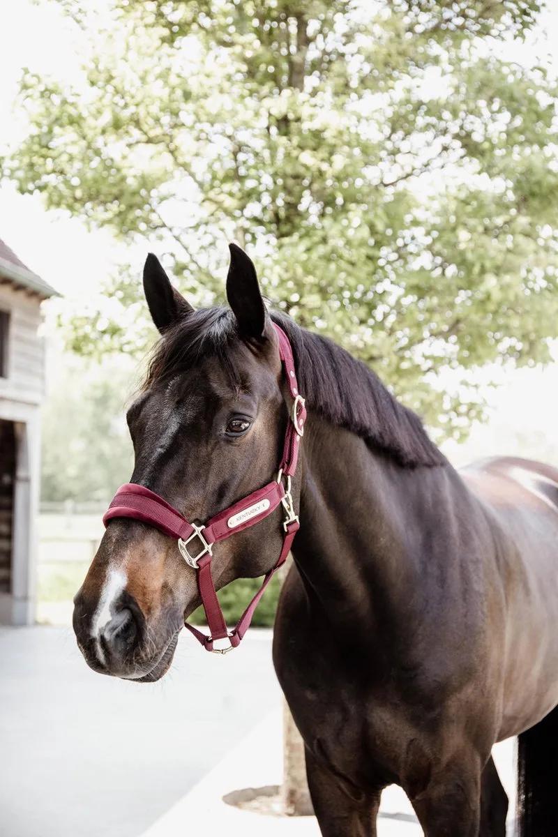 Halster - Velvet - Cob von Kentucky Horsewear in Bordeaux – Produktfoto