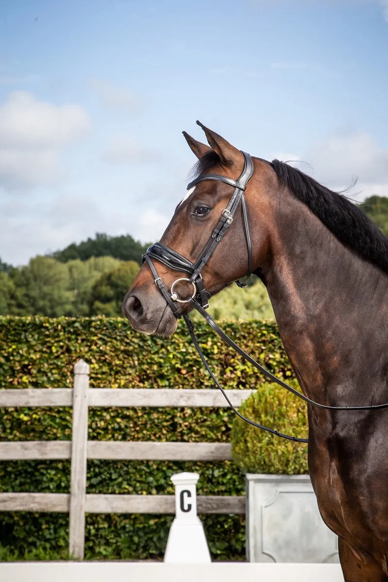 Hoofdstel met brede lakleer Crank neusriem en sperriem Cob von Kentucky Horsewear in Schwarz – Produktfoto